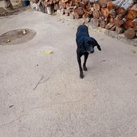 Seguggia maremana di 5 anni