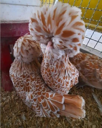 Galline ornamentali