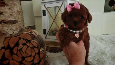 Mini e toy red intenso