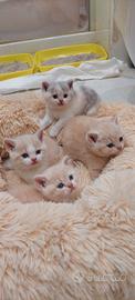 British shorthair kittens, gattini