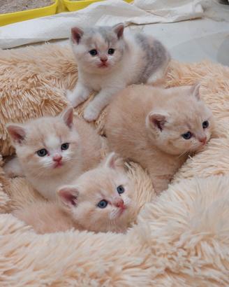 Gatti British shorthair kittens
