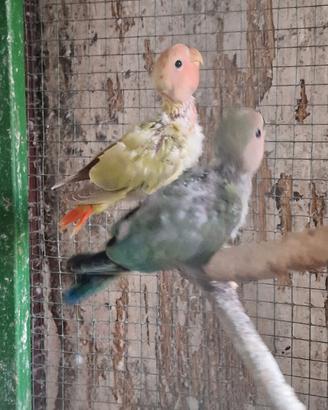 Inseparabili novelli