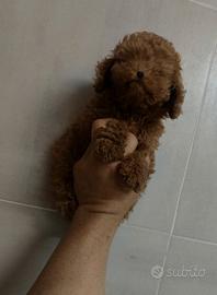 Cuccioli barboncino rosso mini Toy