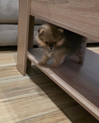 Volpino di pomerania / spitz tedesco nano