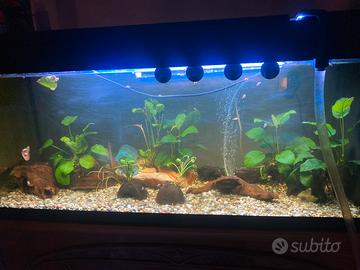 Acquario per Pesce