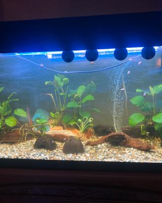 Acquario per Pesce