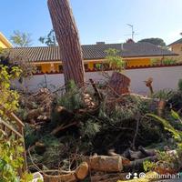 Abbattimenti alberi Alto fusto