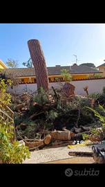 Abbattimenti alberi Alto fusto