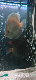 Coppia discus 17 centimetri