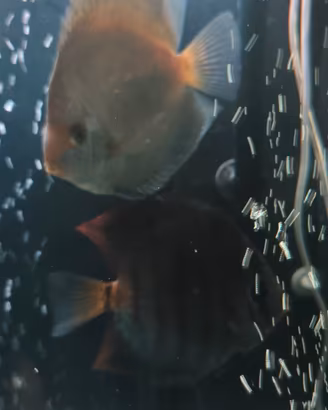 Coppia discus 17 centimetri