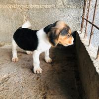 Cuccioli beagle