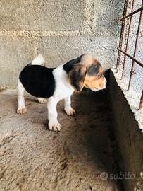Cuccioli beagle