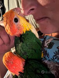 Pappagallo caicco allevato a mano