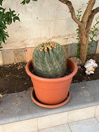Pianta grassa