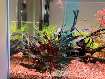 Piante acquario - Cryptocoryne wendtii "Brown"
