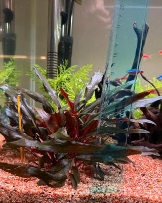 Piante acquario - Cryptocoryne wendtii "Brown"