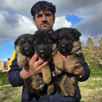 Cuccioli pastore tedesco PEDIGREE ENCI TOP