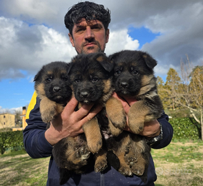 Cuccioli pastore tedesco PEDIGREE ENCI TOP