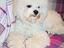 Immagine 4