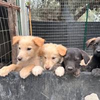 Cuccioli di cane