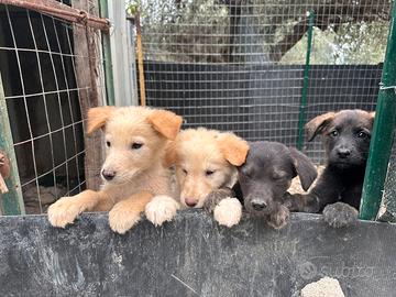 Cuccioli di cane