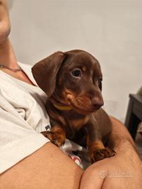 Cuccioli di bassotto cioccolato
