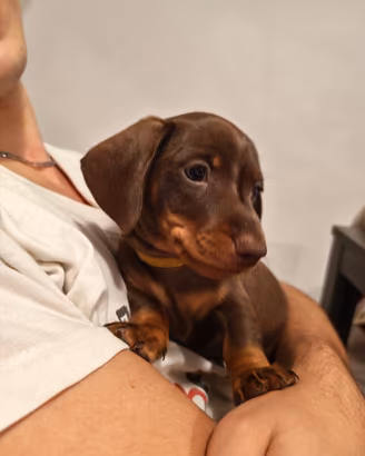 Cuccioli di bassotto cioccolato