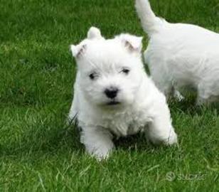 West highland pedigree enci
