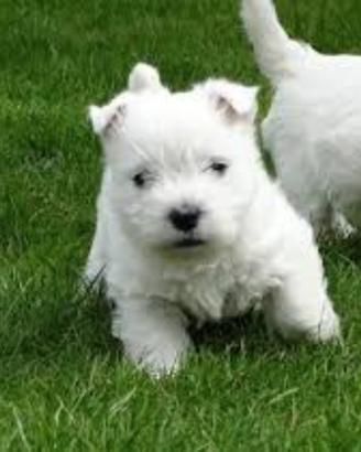 West highland pedigree enci