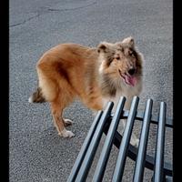 Pastore scozzese, collie