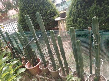 Cactus SAN PEDRO,huachuma(Echinopsis pachanoi)