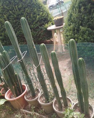 Cactus SAN PEDRO,huachuma(Echinopsis pachanoi)
