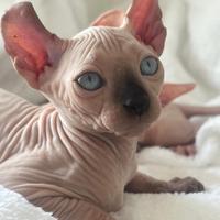 Cuccioli pura razza Sphynx su prenotazione