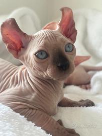 Cuccioli pura razza Sphynx su prenotazione