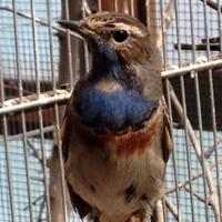 Cardellini , cardinali , estrildidi , tordi