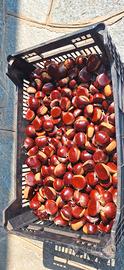 Castagne del Piemonte 