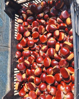 Castagne del Piemonte 