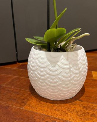Vaso decorativo