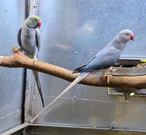 Parrocchetti dal collare viola