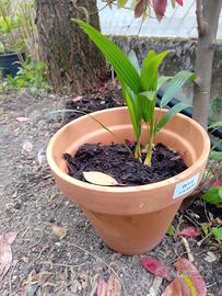 Palme 