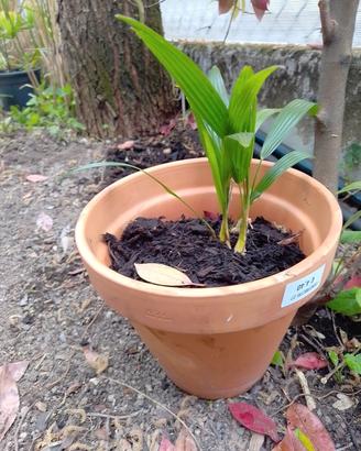 Palme 