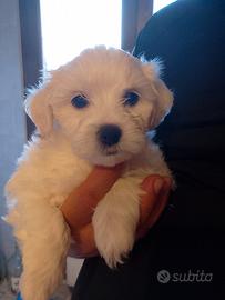 Maltipoo