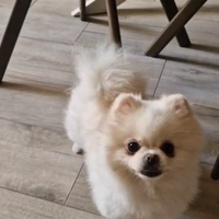 Volpino di Pomerania toy