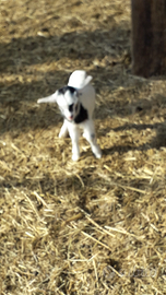 Capre cashmere cuccioli prenotazioni