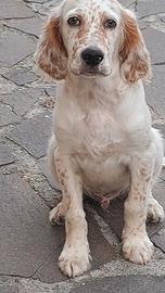 Cucciolo setter alta genealogia