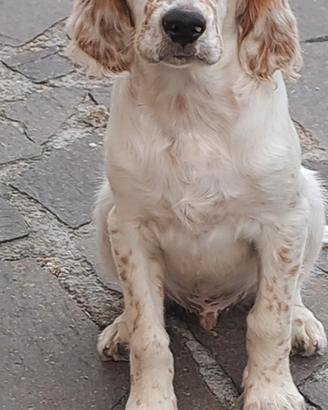 Cucciolo setter alta genealogia