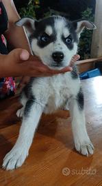 Cucciolo husky