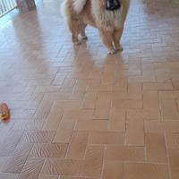 Chow chow cucciolo