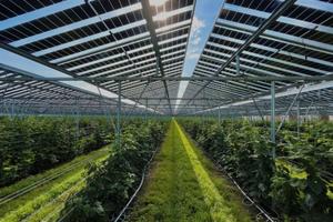 COMPRIAMO TERRENI AGRICOLI/INDUSTRIALI 30ha/200ha