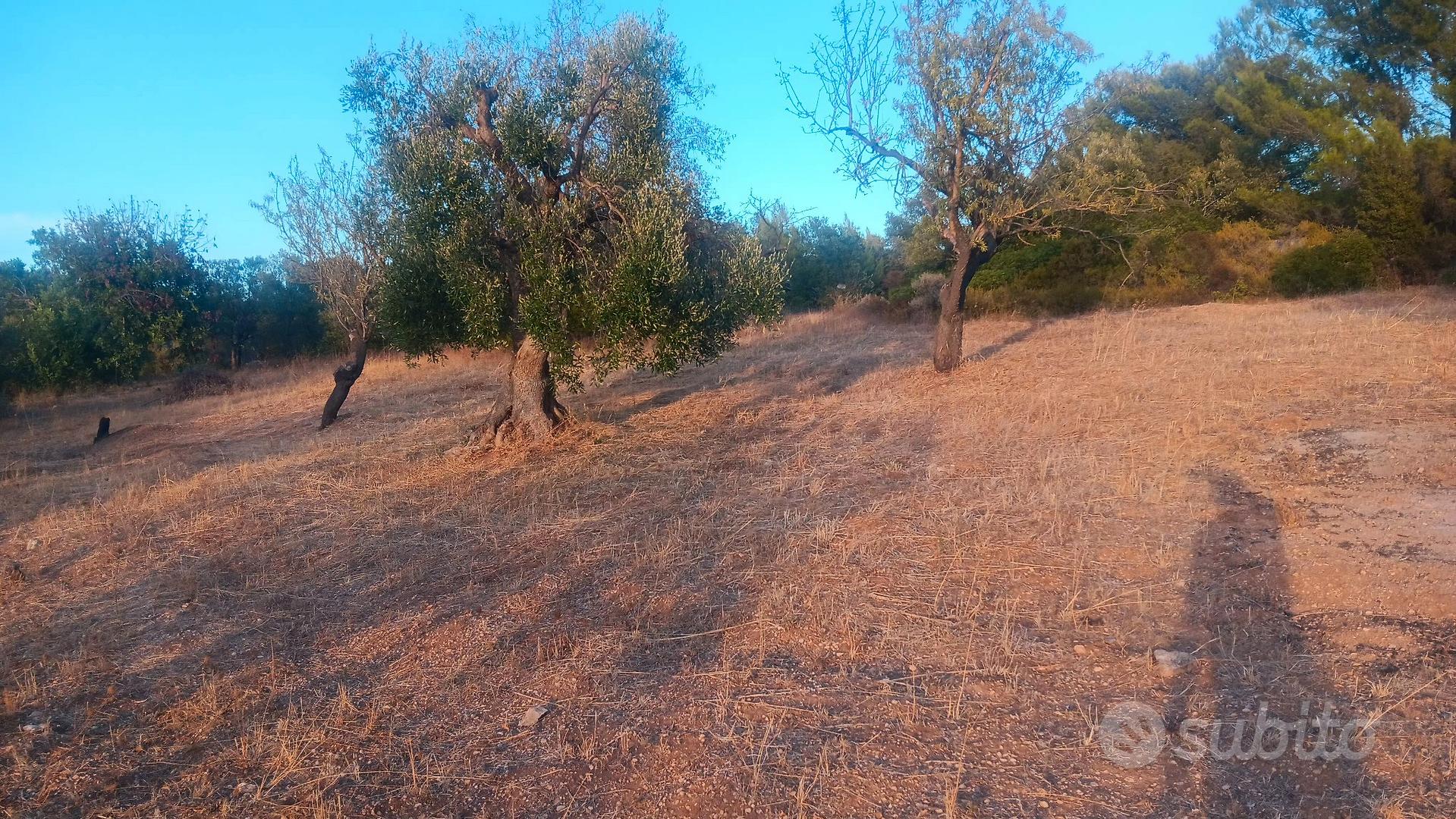 terreno agricolo - Vista 4